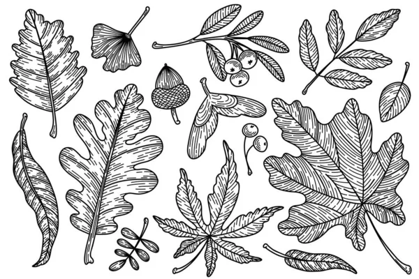 Zbiór Jesiennych Liści Wektora Szczegółowy Zestaw Jesiennych Elementów Botanicznych Lasu — Wektor stockowy