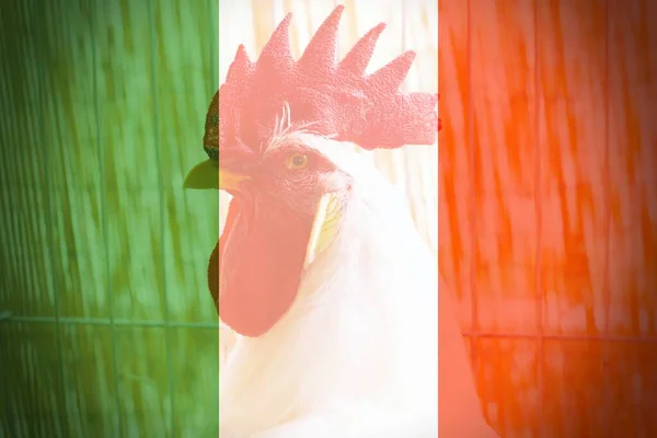 イタリアの旗を持つ白い鶏のショット — ストック写真