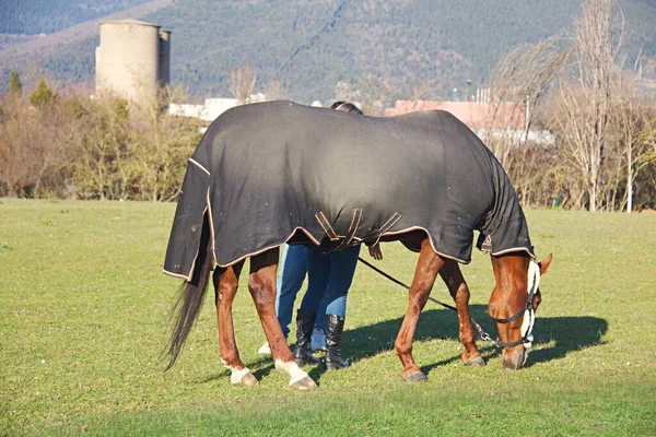 Pferd Mit Decke Auf Einem Feld — Stockfoto