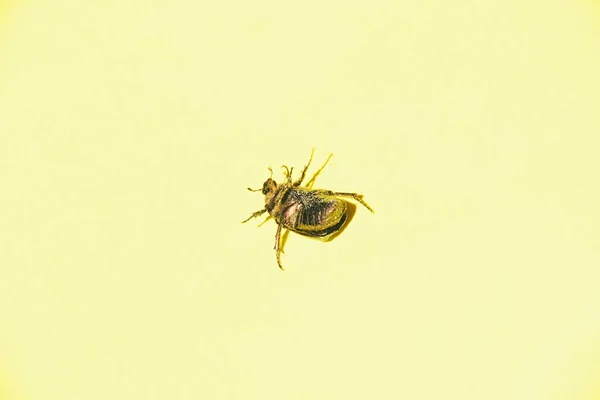 Bug Cabeça Para Baixo Fundo Amarelo — Fotografia de Stock