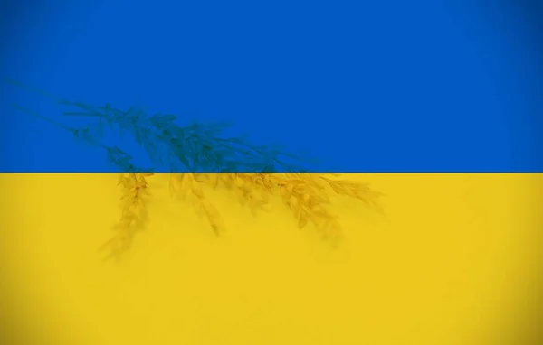 Spikelets Wheat Flag Ukraine — стокове фото