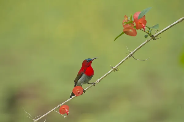 Bird on a chinese hat plant tree , Thailand — Stock Photo, Image