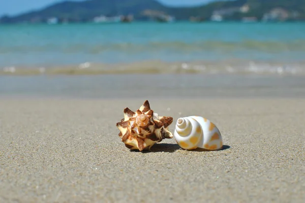 Shell on the beach — Stock Photo, Image