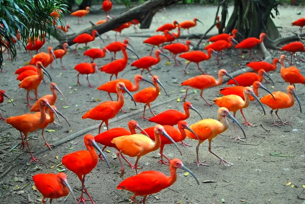 Красные птицы длинный рот ходьба — стоковое фото