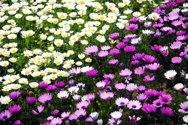 Flor blanca y púrpura —  Fotos de Stock