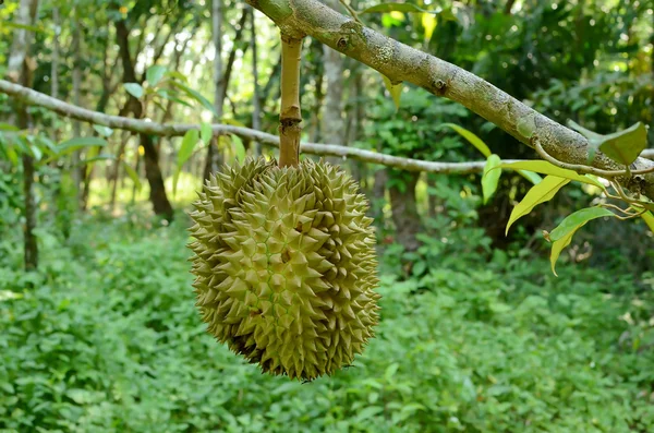 Durian ağaç üzerinde