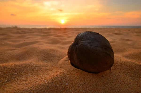 One coconut on sunset beach — Stock Photo, Image