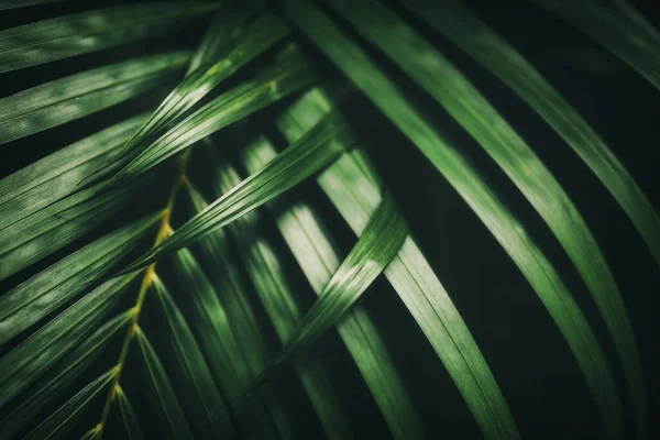Verde Folha Palma Textura Padrão Fundo Abstrato Espaço Cópia Para — Fotografia de Stock