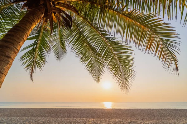 Palme Tropischen Strand Sonnenuntergang Himmel Abstrakten Hintergrund Sommerurlaub Und Naturerlebnis — Stockfoto