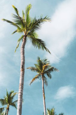 Mavi gökyüzü ve soyut arkaplanı bulutlu tropik palmiye ağacı. Yaz tatili ve doğa yolculuğu macera konsepti. Pastel ton filtre efekti renk biçimi.