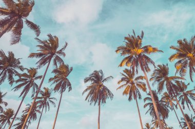 Mavi gökyüzü ve soyut arkaplanı bulutlu tropik palmiye ağacı. Yaz tatili ve doğa yolculuğu macera konsepti. Pastel ton filtre efekti renk biçimi.