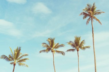 Mavi gökyüzü ve soyut arkaplanı bulutlu tropik palmiye ağacı. Yaz tatili ve doğa yolculuğu macera konsepti. Pastel ton filtre efekti renk biçimi.