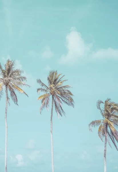 Palmeira Tropical Com Céu Azul Fundo Abstrato Nuvem Verão Férias — Fotografia de Stock