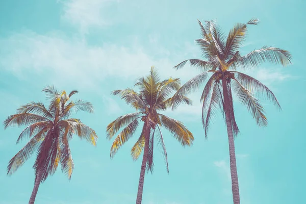 Palmeira Tropical Com Céu Azul Fundo Abstrato Nuvem Verão Férias — Fotografia de Stock