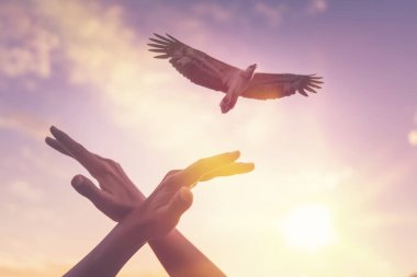 Gün batımında gökyüzünde uçan kuş ve kartal şeklinde insan eli soyut bir arka plan. Özgürlük ve doğa kavramı. Klasik ton filtre efekti renk biçimi.