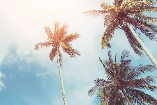 Palmier Tropical Avec Ciel Bleu Fond Abstrait Nuageux Vacances Été — Photo