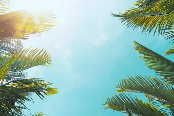 复制轮廓热带棕榈树的空间 在日落的天空和云彩的抽象背景上 阳光照射 暑假和自然探险的概念 滤纸色调滤色效果风格 — 图库照片