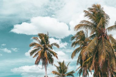 Mavi gökyüzü ve soyut arkaplanı bulutlu tropik palmiye ağacı. Yaz tatili ve doğa yolculuğu macera konsepti. Pastel ton filtre efekti renk biçimi.