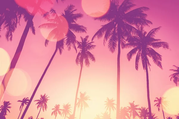 Tropické Palmy Modrou Oblohou Abstraktním Pozadím Mraků Letní Dovolená Příroda — Stock fotografie