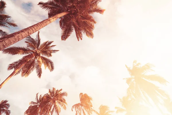 Palmier Tropical Avec Ciel Bleu Fond Abstrait Nuageux Vacances Été — Photo
