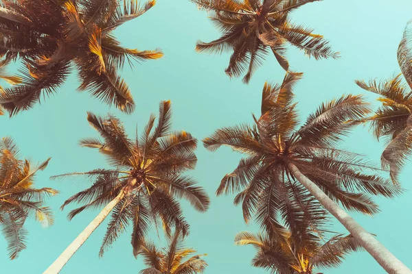 Palma Tropicale Con Cielo Blu Nube Sfondo Astratto Vacanze Estive — Foto Stock
