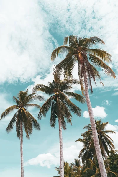 Palmeira Tropical Com Céu Azul Fundo Abstrato Nuvem Verão Férias — Fotografia de Stock