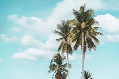 Mavi gökyüzü ve soyut arkaplanı bulutlu tropik palmiye ağacı. Yaz tatili ve doğa yolculuğu macera konsepti. Pastel ton filtre efekti renk biçimi.