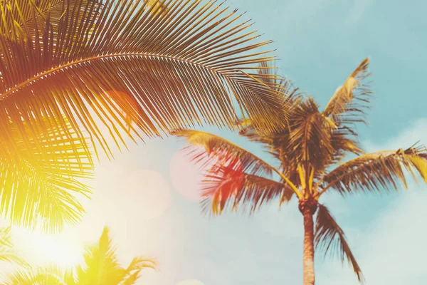 Mavi Gökyüzü Soyut Arkaplanı Bulutlu Tropik Palmiye Ağacı Yaz Tatili — Stok fotoğraf