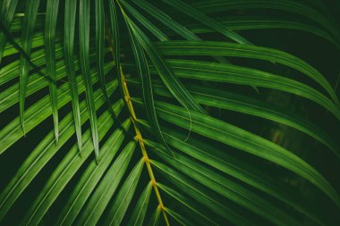 Yeşil palmiye yaprağı deseni soyut arka plan. Grafik tasarımı için kopyalama alanı tropikal yaz ve doğa çevre konsepti. Klasik ton filtre efekti renk biçimi.