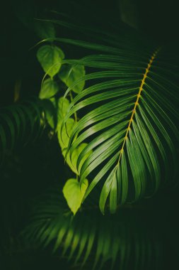 Yeşil palmiye yaprağı deseni soyut arka plan. Grafik tasarımı için kopyalama alanı tropikal yaz ve doğa çevre konsepti. Klasik ton filtre efekti renk biçimi.
