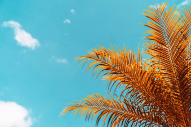 Mavi soyut arkaplanda altın palmiye yaprağı deseni var. Tropik yaz konsepti için grafik tasarım alanı kopyala. Klasik ton filtre efekti renk biçimi.