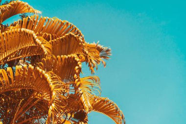 Mavi soyut arkaplanda altın palmiye yaprağı deseni var. Tropik yaz konsepti için grafik tasarım alanı kopyala. Klasik ton filtre efekti renk biçimi.