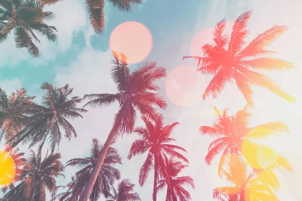 Palma Tropicale Con Luce Solare Sul Cielo Tramonto Sfondo Astratto — Foto Stock