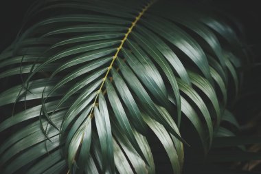 Yeşil palmiye yaprağı deseni soyut arka plan. Grafik tasarımı için kopyalama alanı tropikal yaz ve doğa çevre konsepti. Klasik ton filtre efekti renk biçimi.
