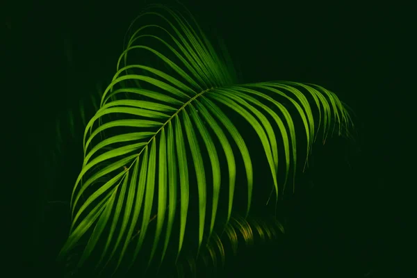 Zelené Palmové Listy Vzor Textury Abstraktní Pozadí Kopírovat Prostor Pro — Stock fotografie