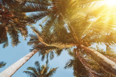 Günbatımında güneş ışığı olan tropik palmiye ağacı ve soyut bir arka plan bulutu. Yaz tatili ve doğa yolculuğu macera konsepti. Klasik ton filtre efekti renk biçimi.