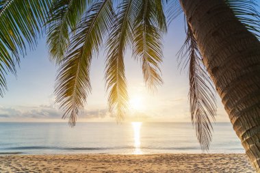 Günbatımında tropikal sahilde palmiye ağacı soyut arka planda. Yaz tatili ve doğa yolculuğu macera konsepti. Klasik ton filtre efekti renk biçimi.