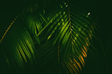 Yeşil palmiye yaprağı deseni soyut arka plan. Grafik tasarımı için kopyalama alanı tropikal yaz ve doğa çevre konsepti. Klasik ton filtre efekti renk biçimi.