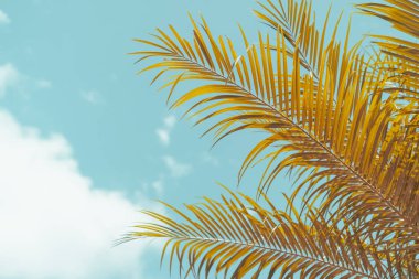 Mavi gökyüzü ve soyut arkaplanı bulutlu tropik palmiye ağacı. Yaz tatili ve doğa yolculuğu macera konsepti. Pastel ton filtre efekti renk biçimi.