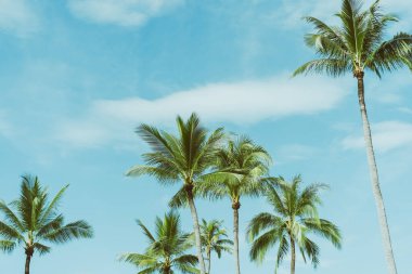 Mavi gökyüzü ve soyut arkaplanı bulutlu tropik palmiye ağacı. Yaz tatili ve doğa yolculuğu macera konsepti. Pastel ton filtre efekti renk biçimi.