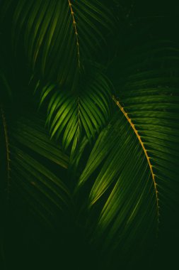 Yeşil palmiye yaprağı deseni soyut arka plan. Grafik tasarımı için kopyalama alanı tropikal yaz ve doğa çevre konsepti. Klasik ton filtre efekti renk biçimi.