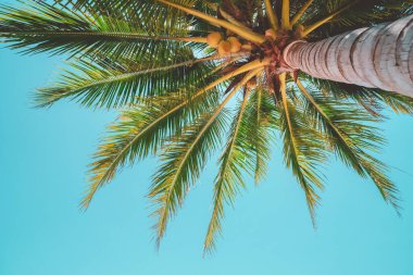 Mavi gökyüzü ve soyut arkaplanı bulutlu tropik palmiye ağacı. Yaz tatili ve doğa yolculuğu macera konsepti. Pastel ton filtre efekti renk biçimi.
