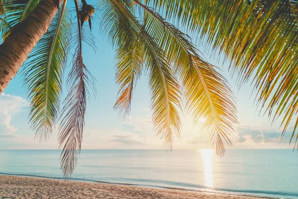 Palmeira Praia Tropical Céu Por Sol Fundo Abstrato Verão Férias — Fotografia de Stock