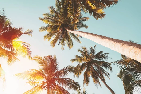 Günbatımında Güneş Işığı Olan Tropik Palmiye Ağacı Soyut Bir Arka — Stok fotoğraf