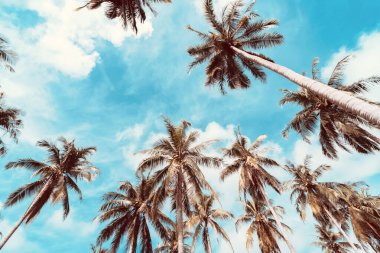 Mavi gökyüzü ve soyut arkaplanı bulutlu tropik palmiye ağacı. Yaz tatili ve doğa yolculuğu macera konsepti. Pastel ton filtre efekti renk biçimi.