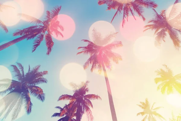 在落日的天空中复制轮廓热带棕榈树的空间 浅浅的背景泄露 暑假和自然探险的概念 滤纸色调滤色效果风格 — 图库照片