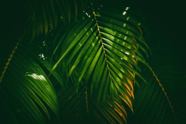 Yeşil palmiye yaprağı deseni soyut arka plan. Grafik tasarımı için kopyalama alanı tropikal yaz ve doğa çevre konsepti. Klasik ton filtre efekti renk biçimi.