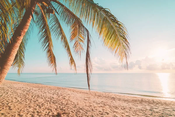 Günbatımında tropikal sahilde palmiye ağacı soyut arka planda. Yaz tatili ve doğa yolculuğu macera konsepti. Klasik ton filtre efekti renk biçimi.
