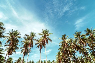 Mavi gökyüzü ve soyut arkaplanı bulutlu tropik palmiye ağacı. Yaz tatili ve doğa yolculuğu macera konsepti. Pastel ton filtre efekti renk biçimi.