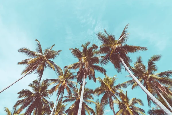 Mavi gökyüzü ve soyut arkaplanı bulutlu tropik palmiye ağacı. Yaz tatili ve doğa yolculuğu macera konsepti. Pastel ton filtre efekti renk biçimi.